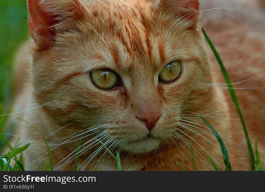 Cat, Whiskers, Face, Fauna