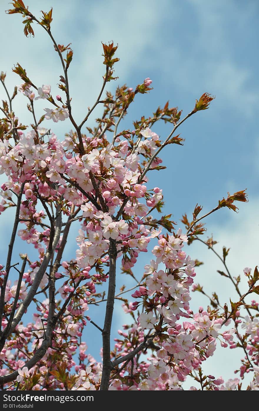 Blossom, Plant, Flower, Spring