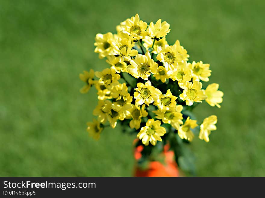 Yellow, Flower, Flora, Plant