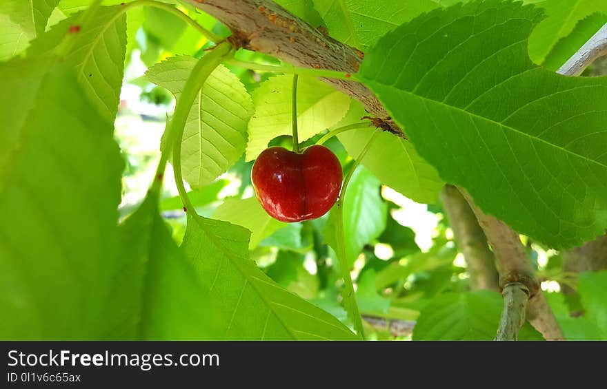 Leaf, Cherry, Fruit, Branch