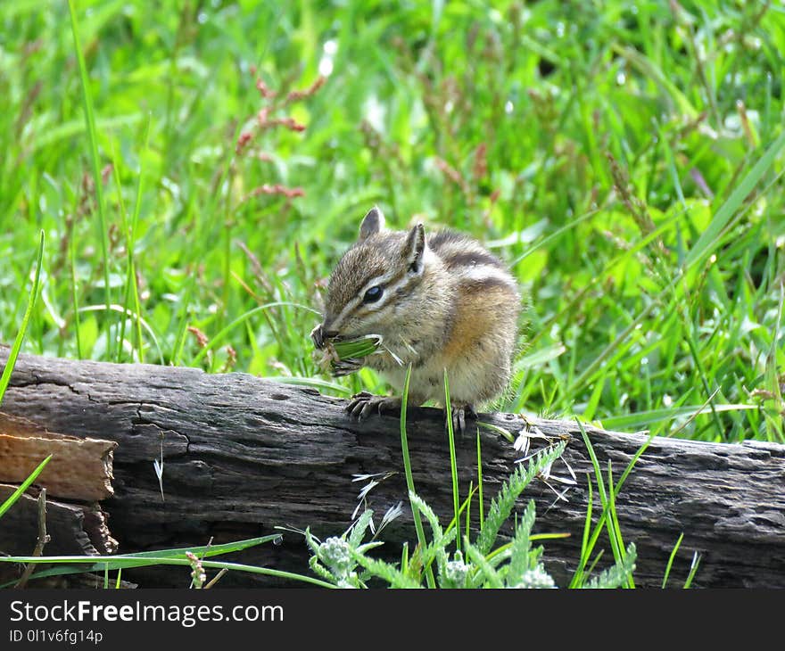 Squirrel, Chipmunk, Fauna, Mammal