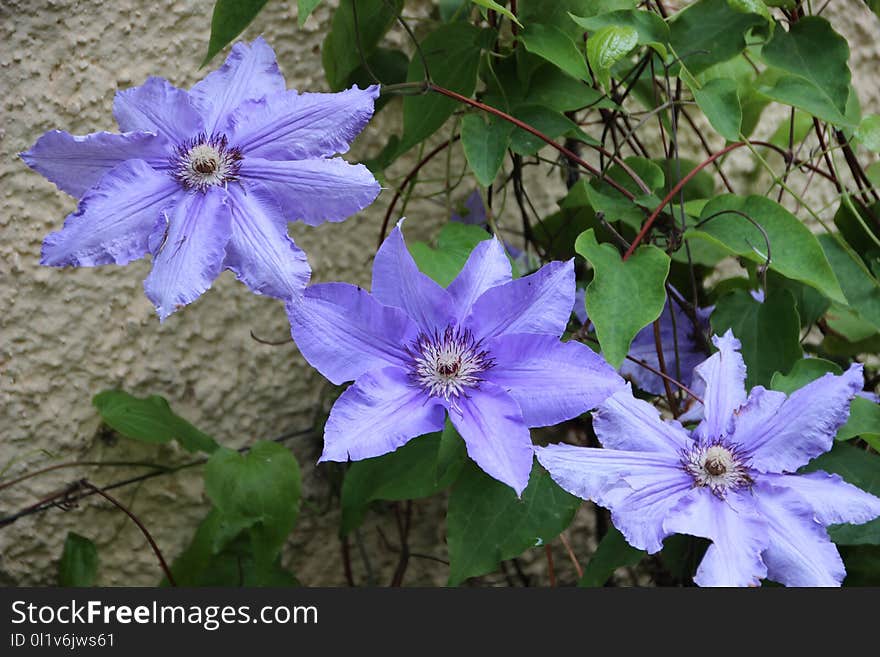 Flower, Plant, Flora, Flowering Plant