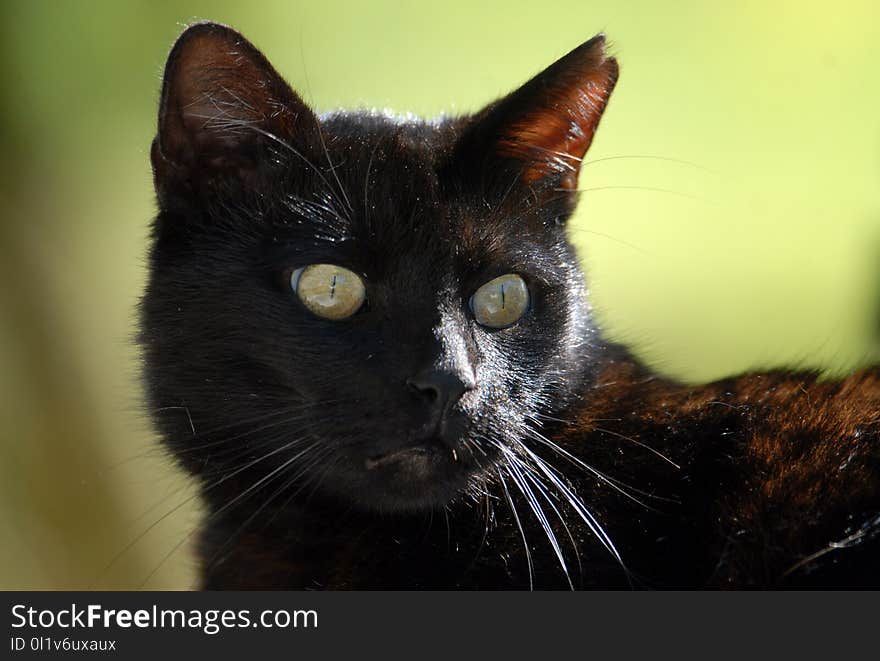 Cat, Black Cat, Whiskers, Small To Medium Sized Cats