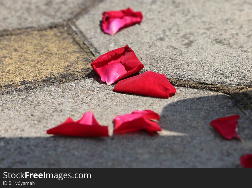 Red, Petal, Flower