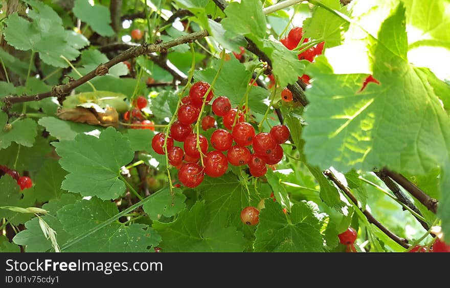 Fruit, Berry, Mulberry, Plant