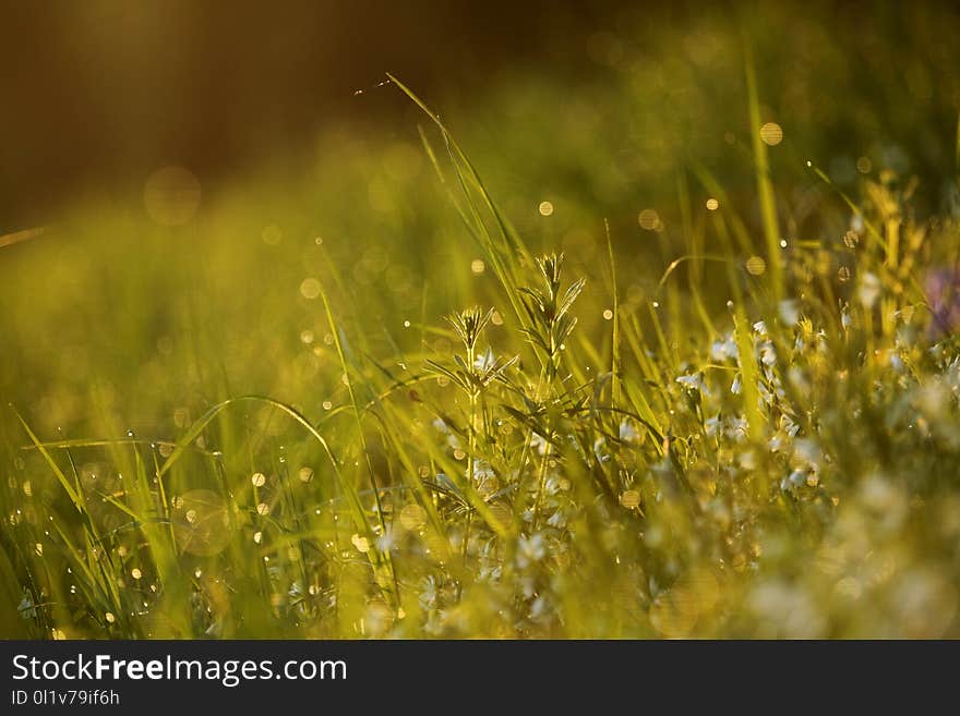 Water, Grass, Vegetation, Moisture