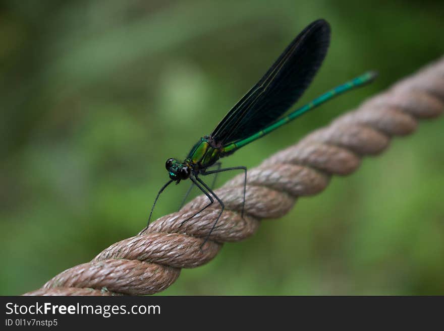 Insect, Damselfly, Dragonfly, Dragonflies And Damseflies