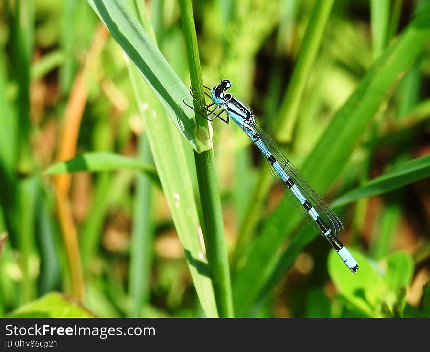 Insect, Dragonflies And Damseflies, Damselfly, Dragonfly