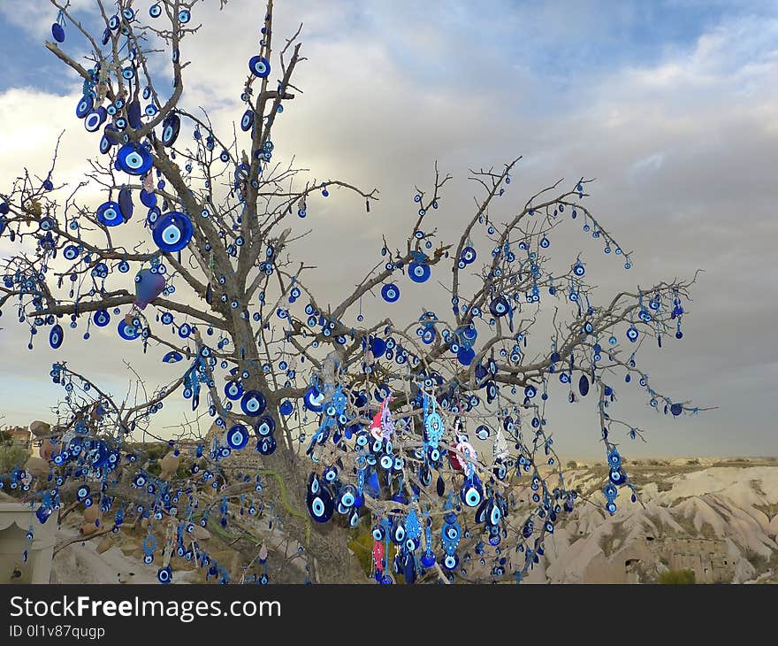 Sky, Tree, Plant, Branch