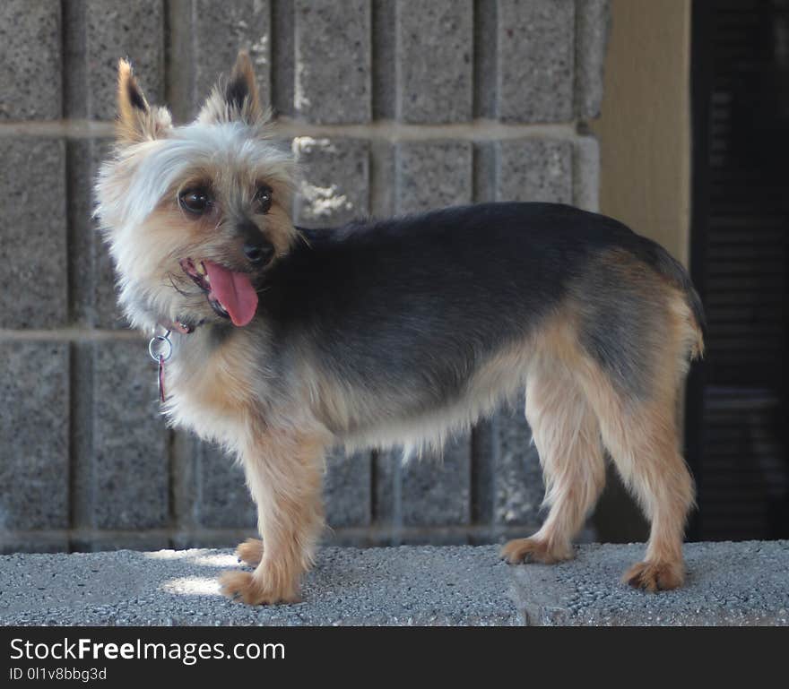 Dog, Dog Like Mammal, Dog Breed, Terrier