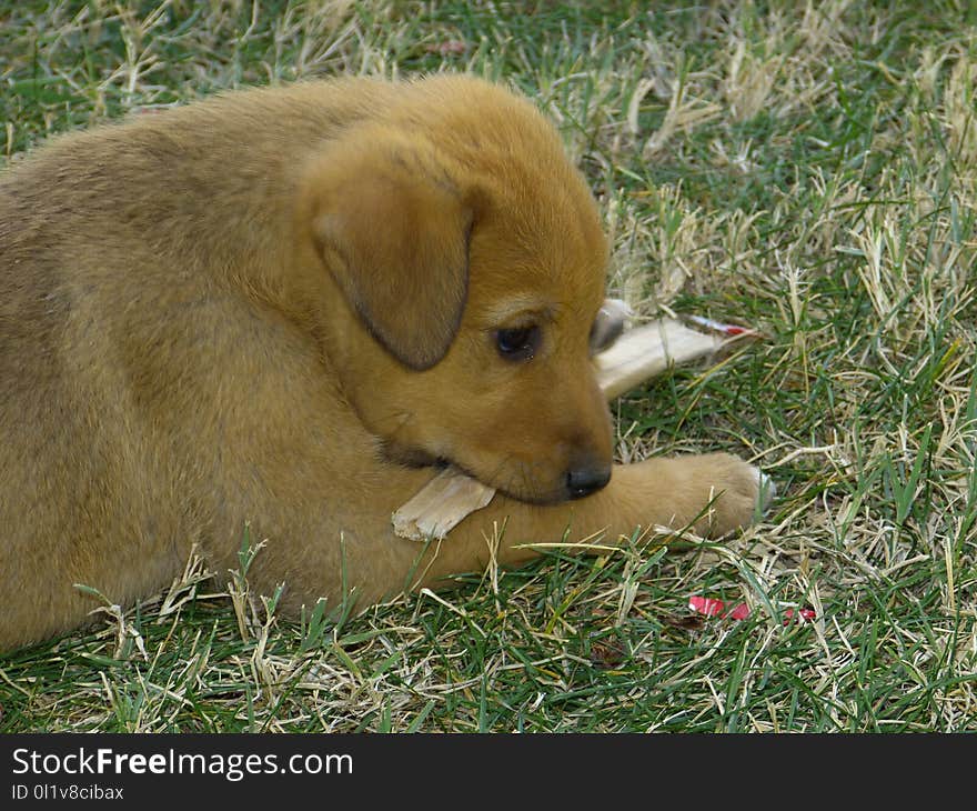 Dog, Dog Like Mammal, Dog Breed, Dog Breed Group