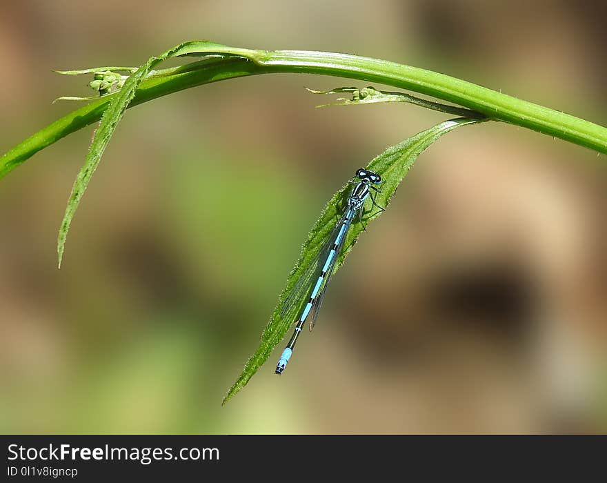 Water, Leaf, Dew, Moisture