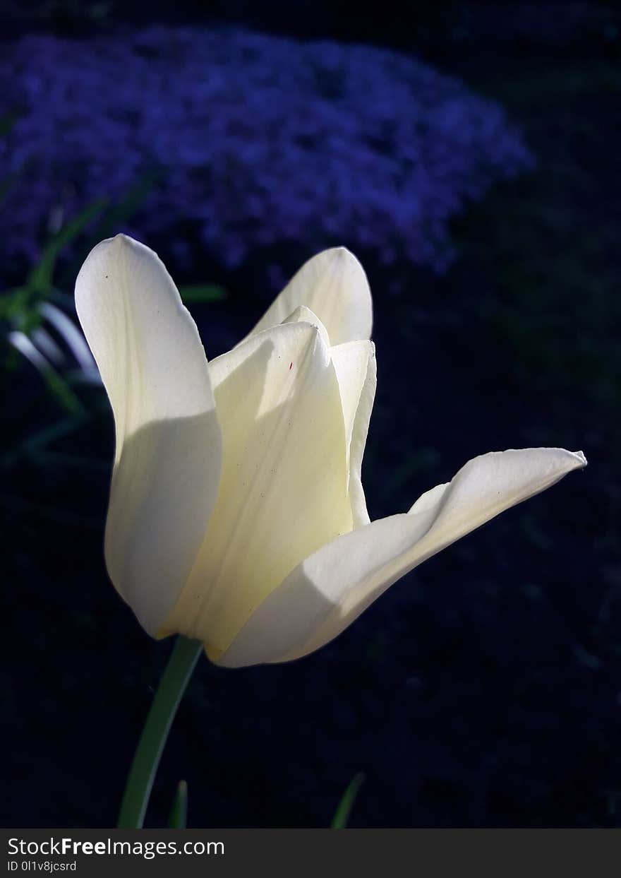 Flower, Plant, White, Flowering Plant