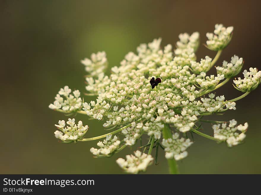 Cow Parsley, Apiales, Flora, Parsley Family