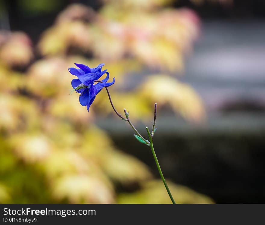 Flora, Flower, Plant, Leaf