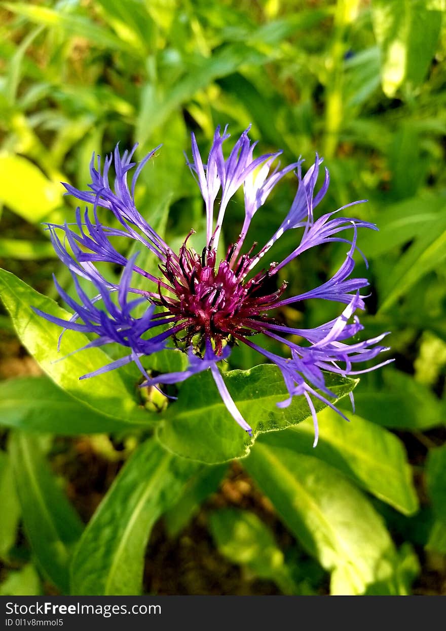 Flower, Plant, Flora, Purple