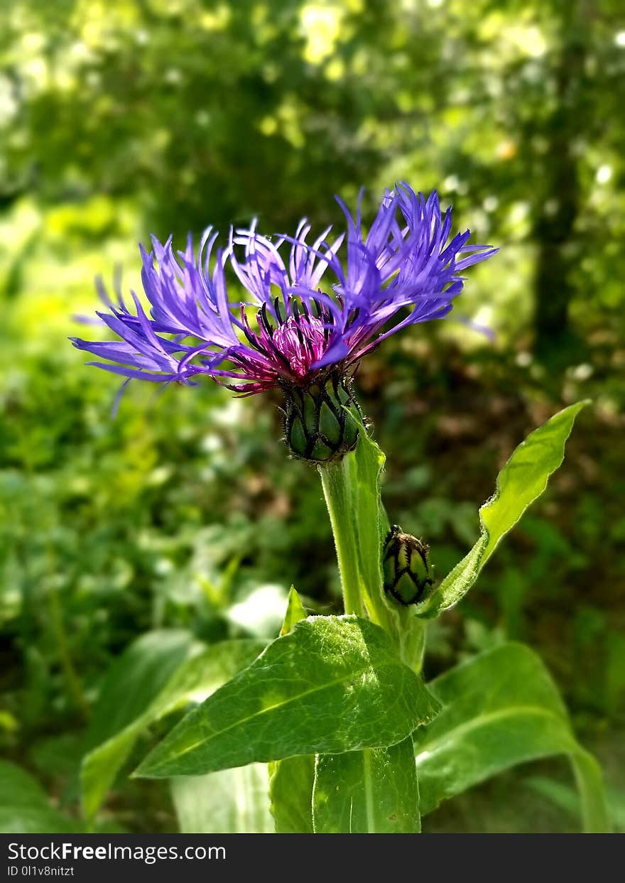 Flower, Plant, Flora, Aster