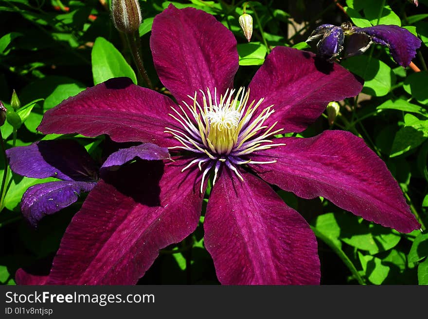 Flower, Plant, Purple, Flora