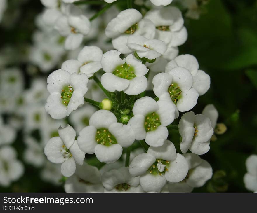 White, Flower, Flora, Viburnum