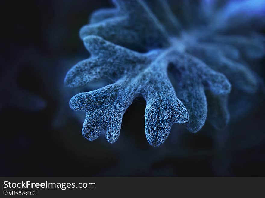 Water, Macro Photography, Close Up, Organism