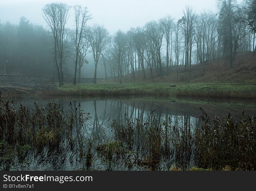 Wetland, Fog, Mist, Water