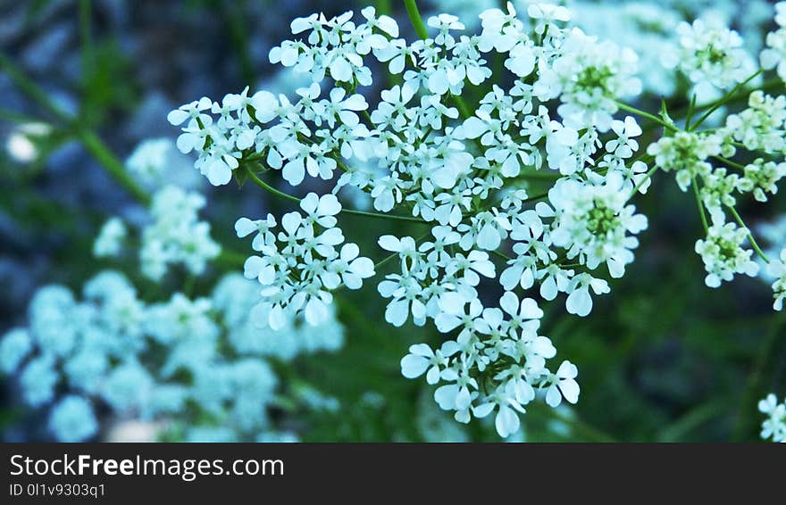 Cow Parsley, Flower, Plant, Apiales