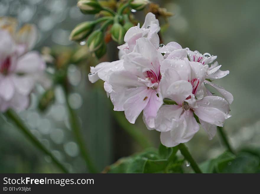 Flower, Plant, Blossom, Flowering Plant