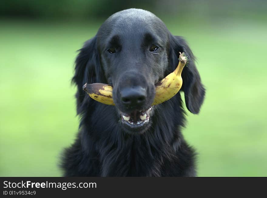 Dog, Dog Breed, Dog Like Mammal, Flat Coated Retriever