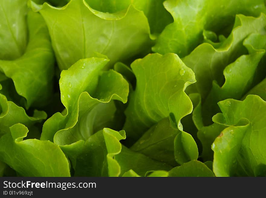 Leaf Vegetable, Lettuce, Leaf, Close Up