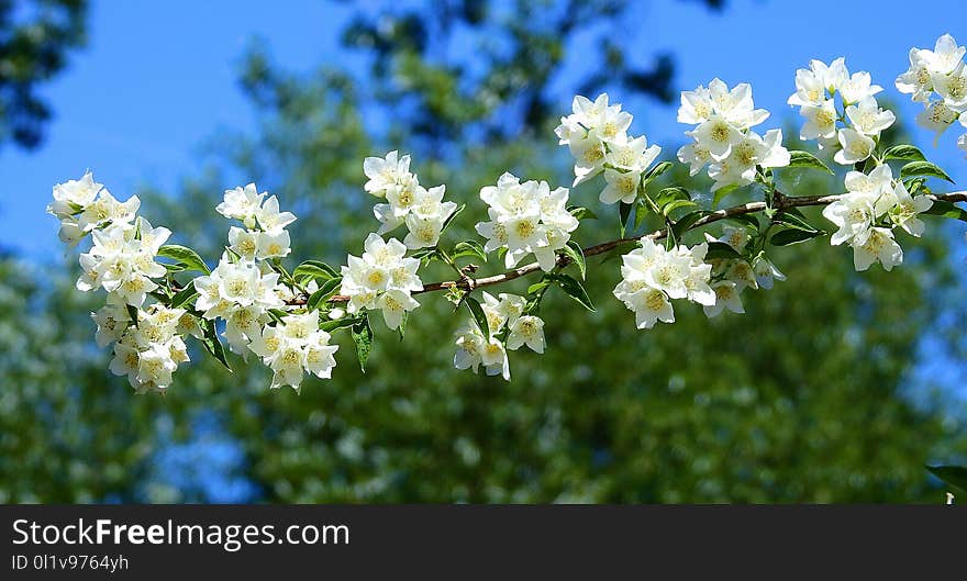 Flower, Spring, Sky, Blossom