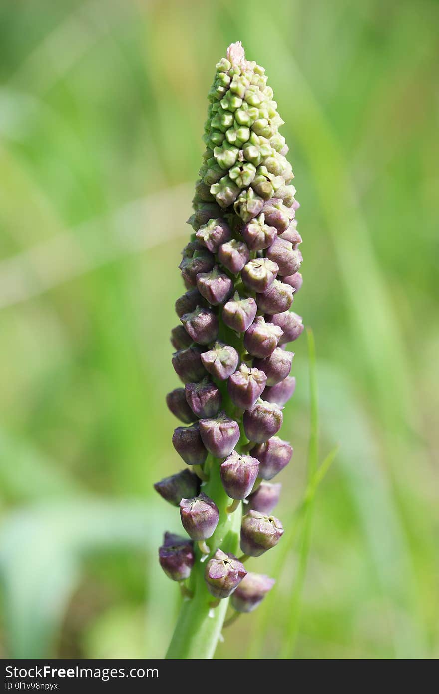 Flora, Plant, Flower, Lavender