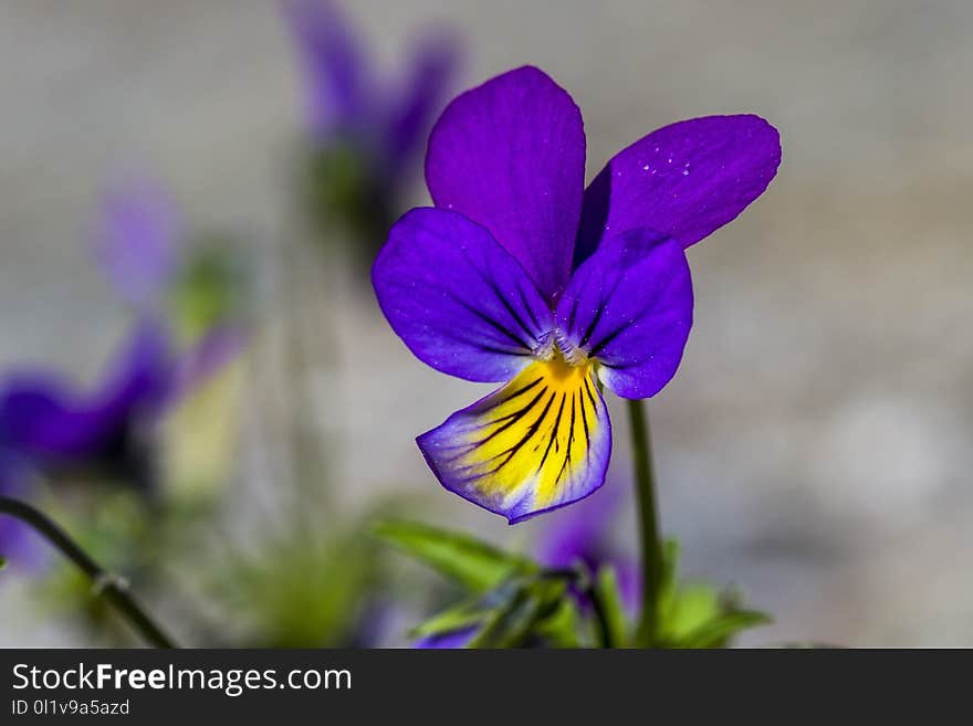 Flower, Flora, Plant, Purple