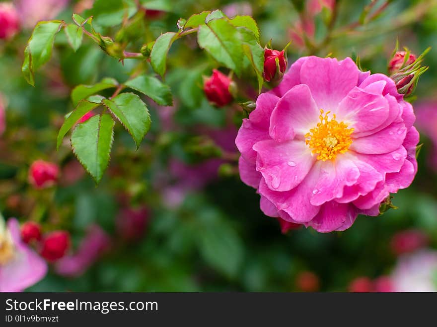 Flower, Flowering Plant, Rose Family, Plant