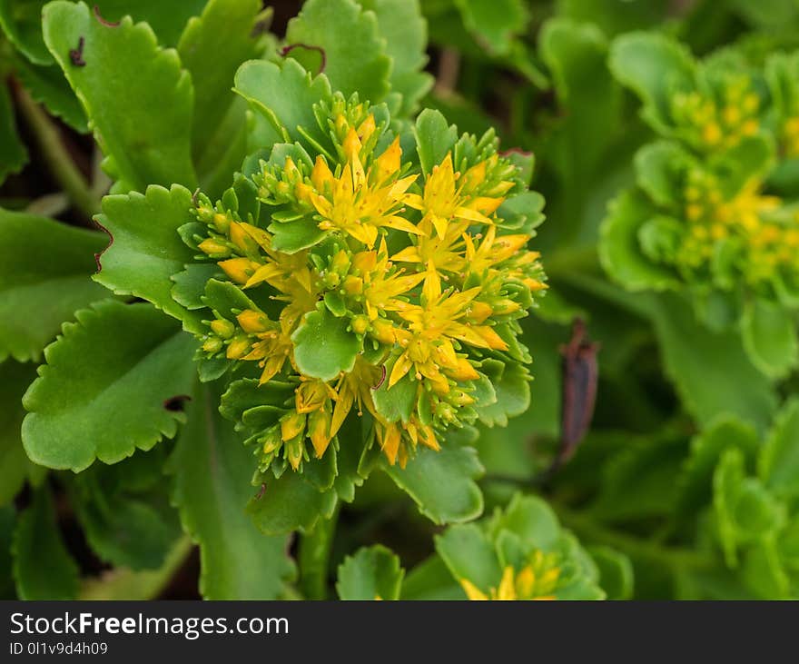 Flower, Plant, Flora, Subshrub