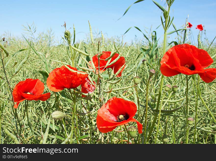 Flower, Field, Ecosystem, Wildflower