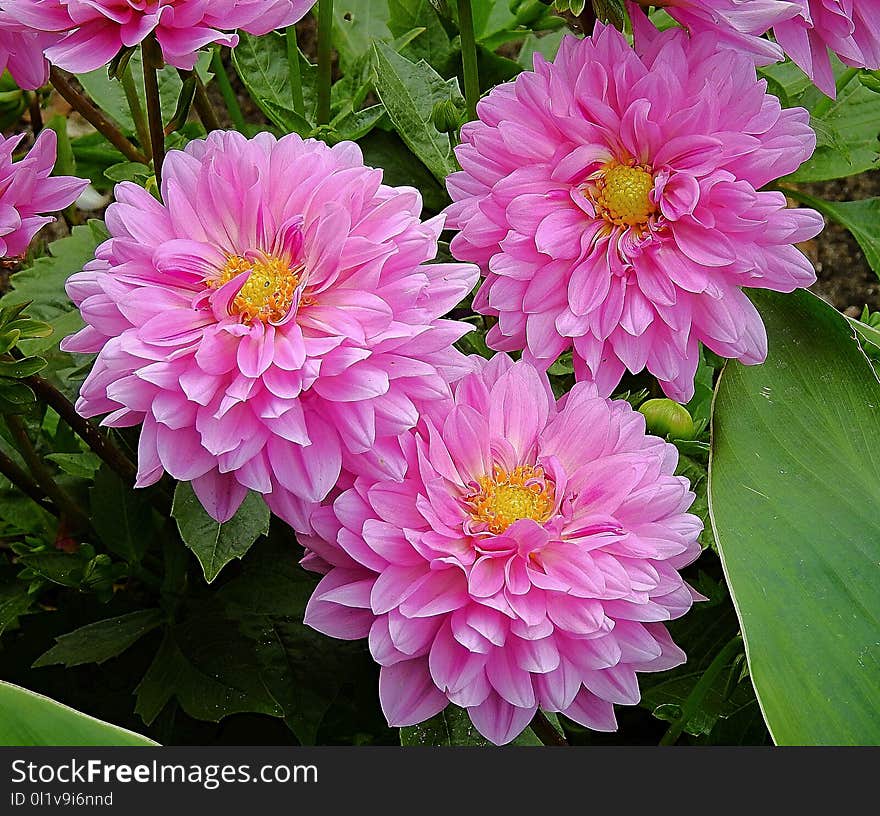 Flower, Pink, Plant, Flora