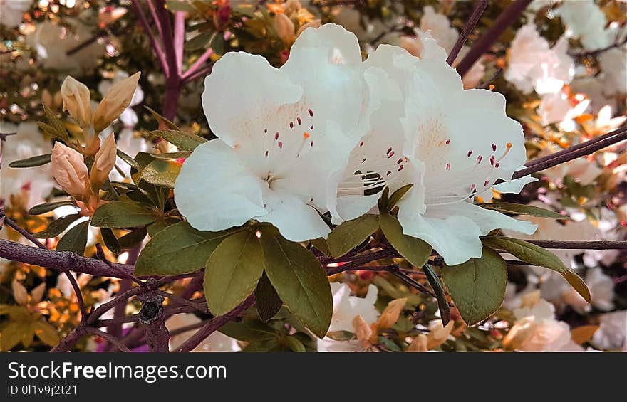 Plant, Flower, Pink, Flora