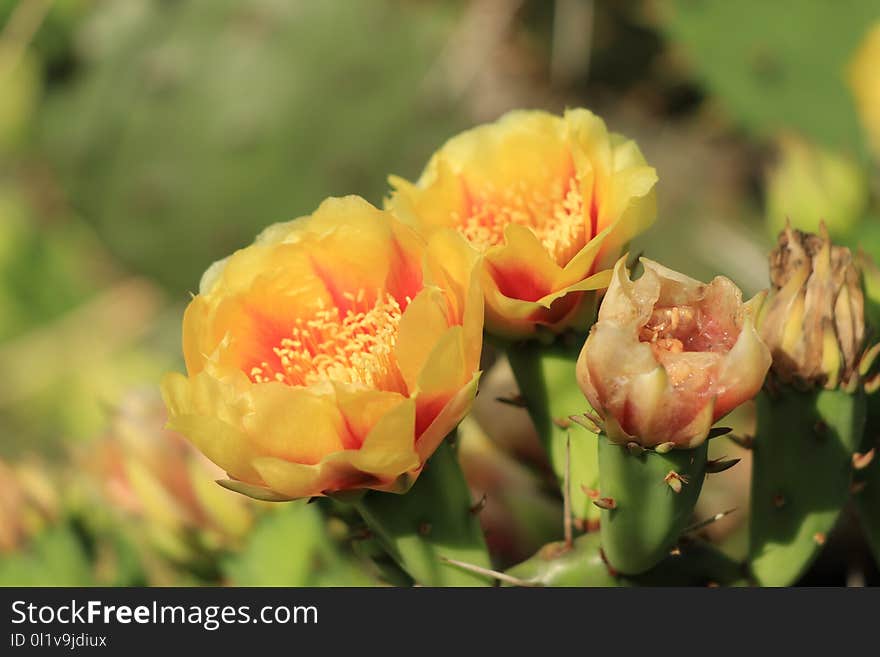 Flowering Plant, Flower, Vegetation, Plant