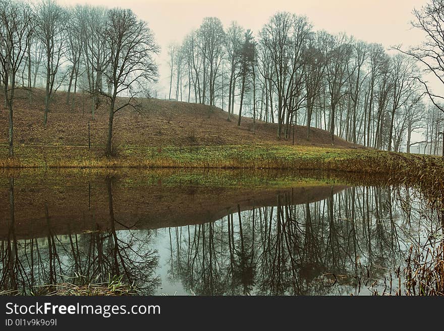 Reflection, Water, Nature, Tree