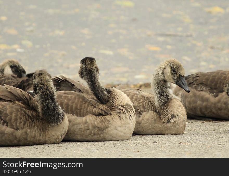 Fauna, Water Bird, Ducks Geese And Swans, Beak