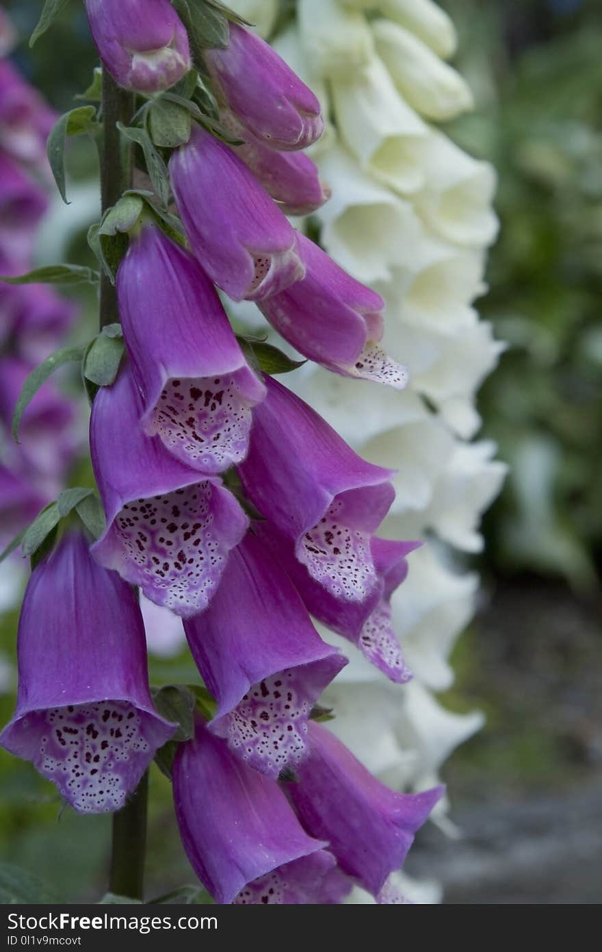 Flower, Digitalis, Purple, Flora