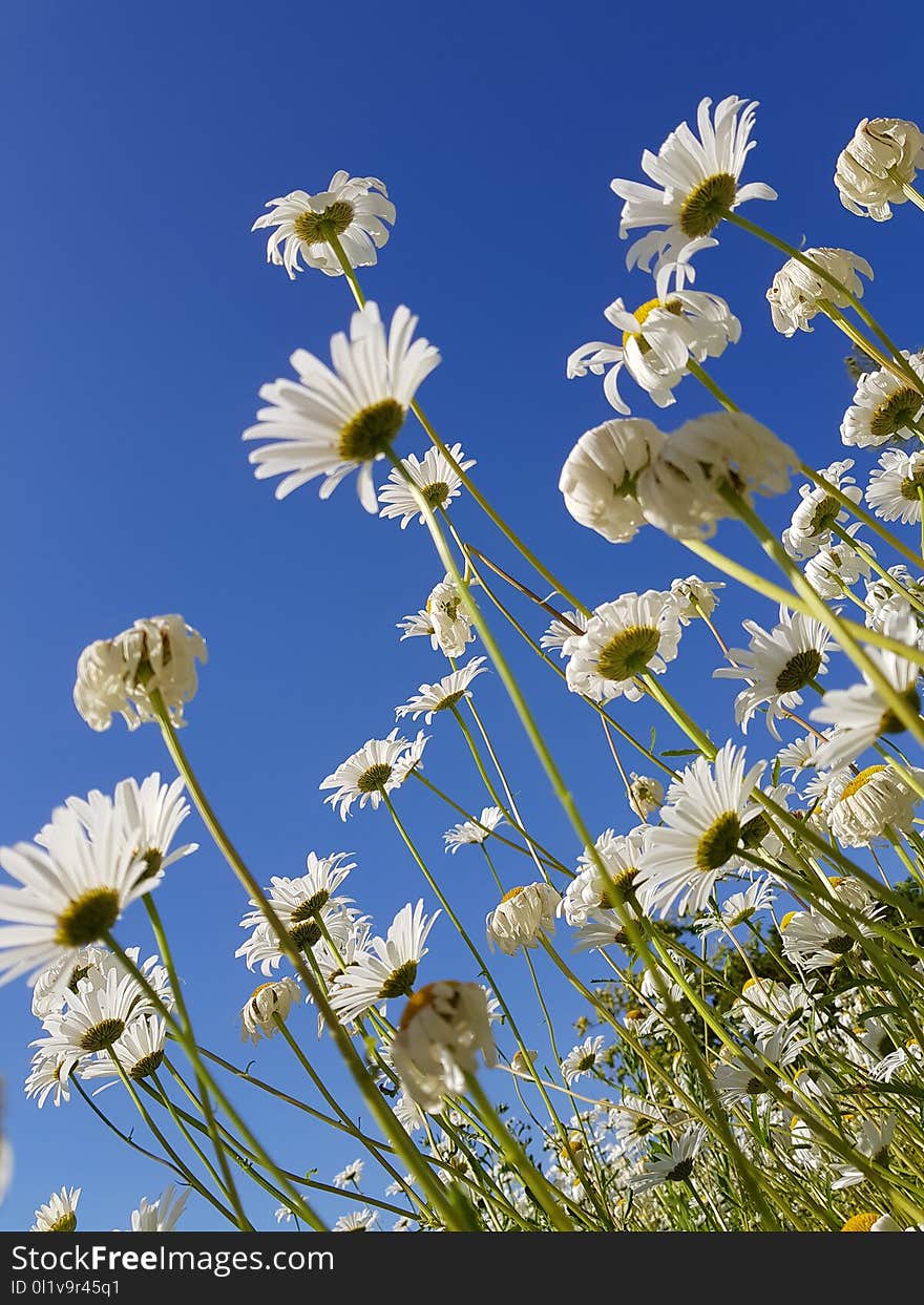 Flower, Sky, Oxeye Daisy, Flora