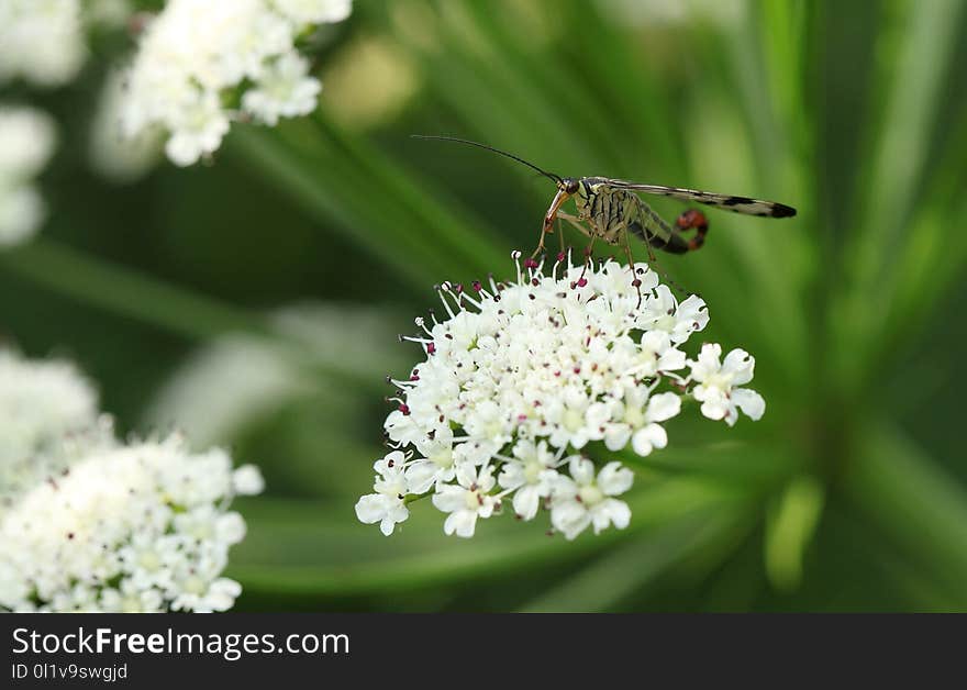 Cow Parsley, Parsley Family, Insect, Nectar