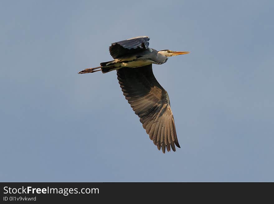 Bird, Fauna, Beak, Sky