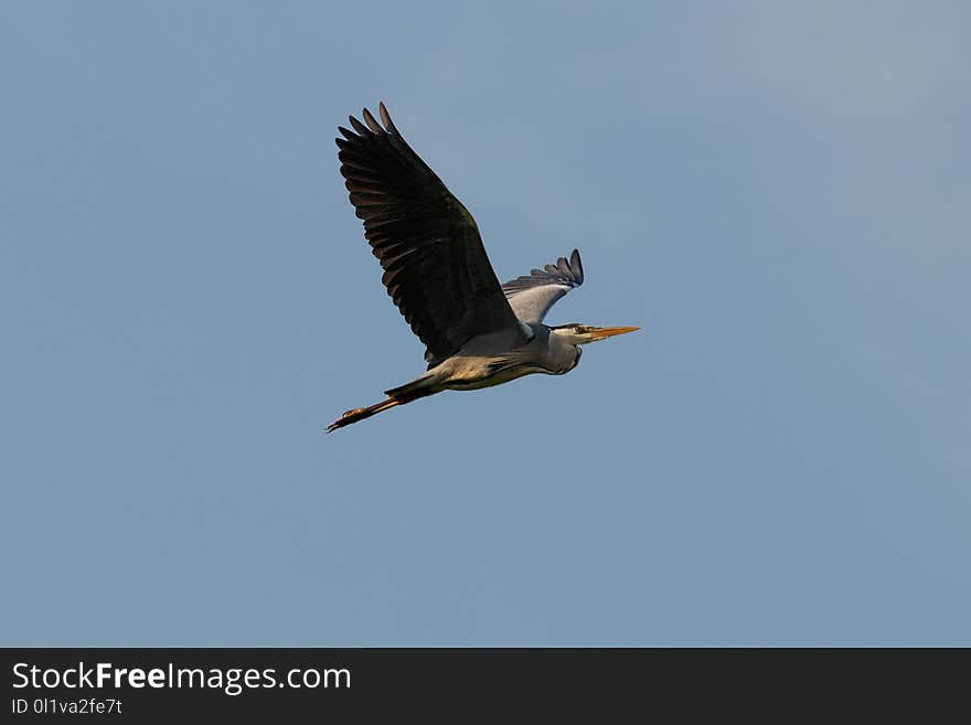 Bird, Sky, Fauna, Beak