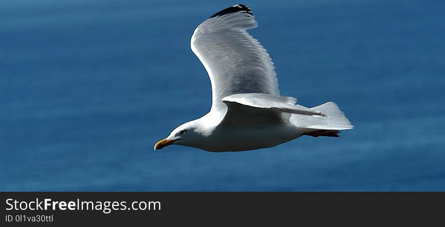 Bird, Gull, Seabird, Beak