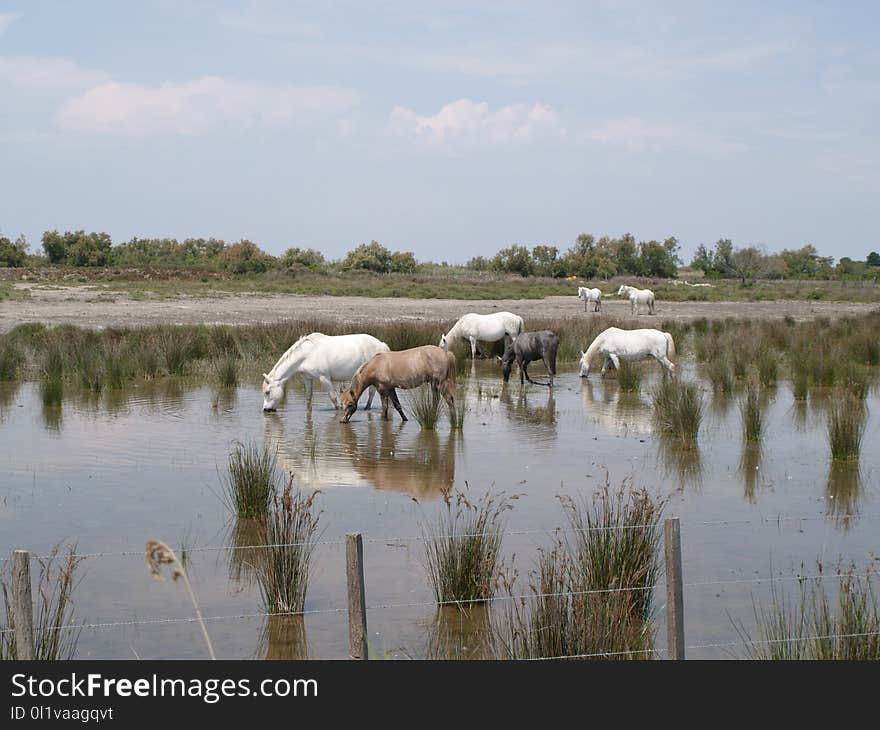 Herd, Wetland, Nature Reserve, Marsh