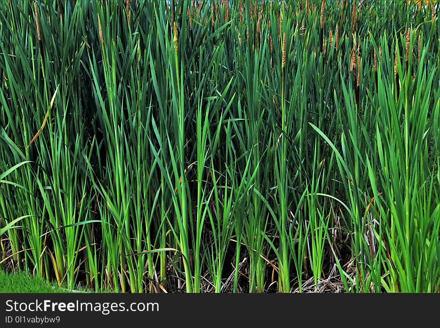 Grass, Grass Family, Vegetation, Plant