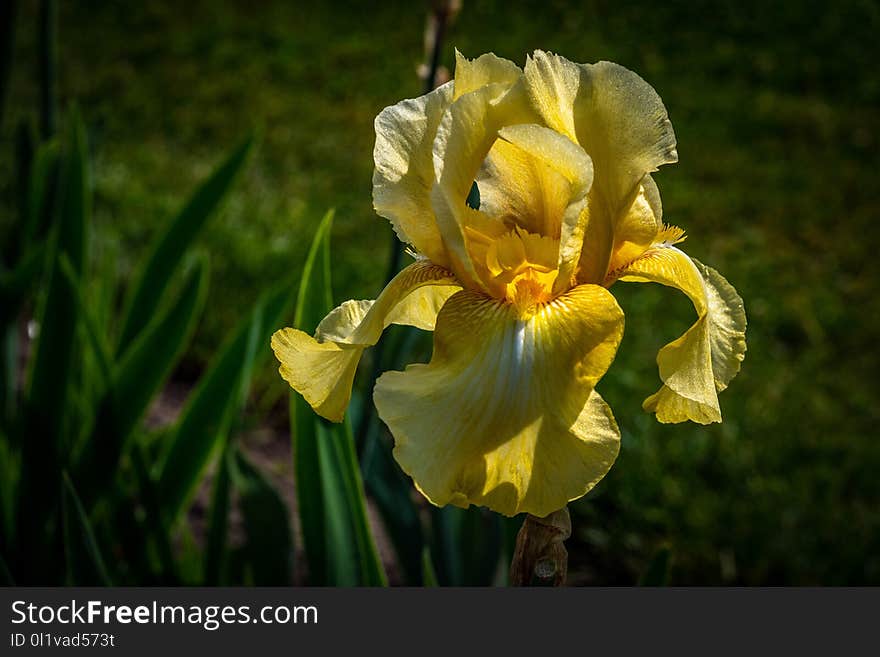 Flower, Yellow, Plant, Flowering Plant