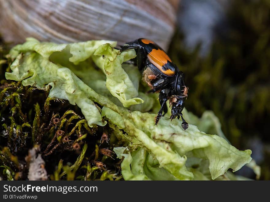 Insect, Macro Photography, Invertebrate, Organism